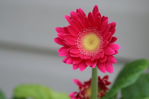Gerbera daisy