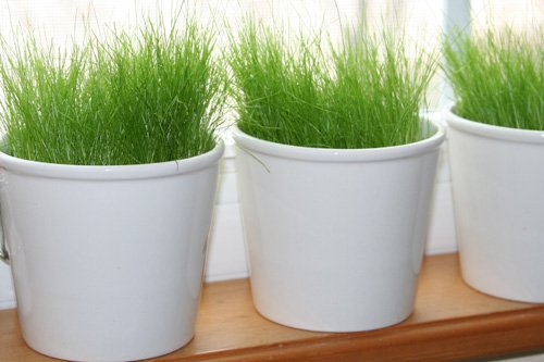Pots of grass