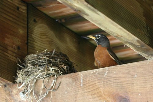 Mother robin