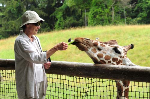 Feeding giraffes: bucket list item.